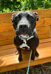 Shelter Stray Female Dog last seen Near N. Hilton st, 21229, MD, Baltimore, MD 21230