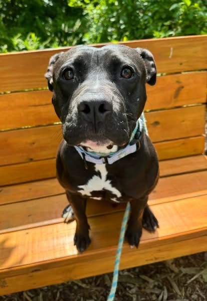 Shelter Stray Female Dog last seen Near N. Hilton st, 21229, MD, Baltimore, MD 21230