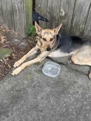 Lost Male Dog last seen Martinique avenue and nassau avenue, Kenner, LA 70065