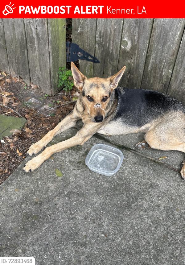 Lost Male Dog last seen Martinique avenue and nassau avenue, Kenner, LA 70065