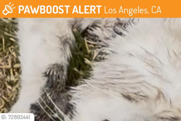 Found/Stray Unknown Cat last seen Two blocks up from Starbucks witching a neighborhood , Los Angeles, CA 90019