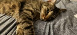 Lost Male Cat last seen Smith rd, Polk County, NC 28722