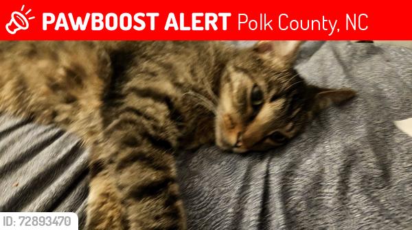 Lost Male Cat last seen Smith rd, Polk County, NC 28722