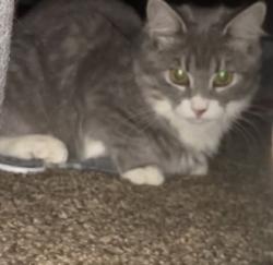 Lost Female Cat last seen 15th Ave and 42nd St, Sacramento, CA 95820
