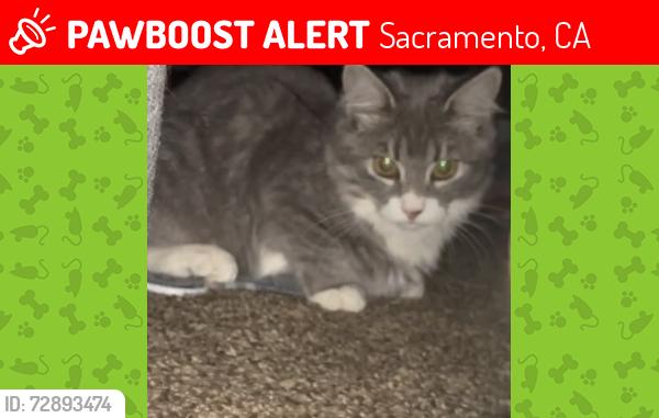 Lost Female Cat last seen 15th Ave and 42nd St, Sacramento, CA 95820