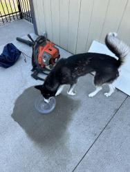 Found/Stray Female Dog last seen Westbrook rd, Brookville, OH 45309