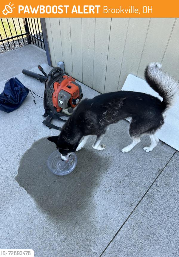 Found/Stray Female Dog last seen Westbrook rd, Brookville, OH 45309