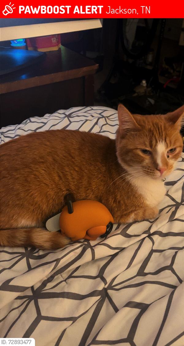 Lost Male Cat last seen North Highland, Bon Air circle, Highland Hills, Jackson, TN 38305