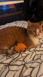 Lost Male Cat last seen North Highland, Bon Air circle, Highland Hills, Jackson, TN 38305