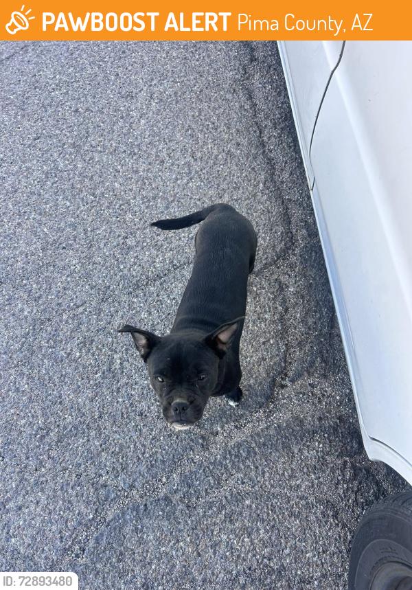 Found/Stray Female Dog last seen Sheridan and Irvington, Pima County, AZ 85757