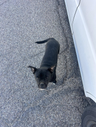 Found/Stray Female Dog last seen Sheridan and Irvington, Pima County, AZ 85757
