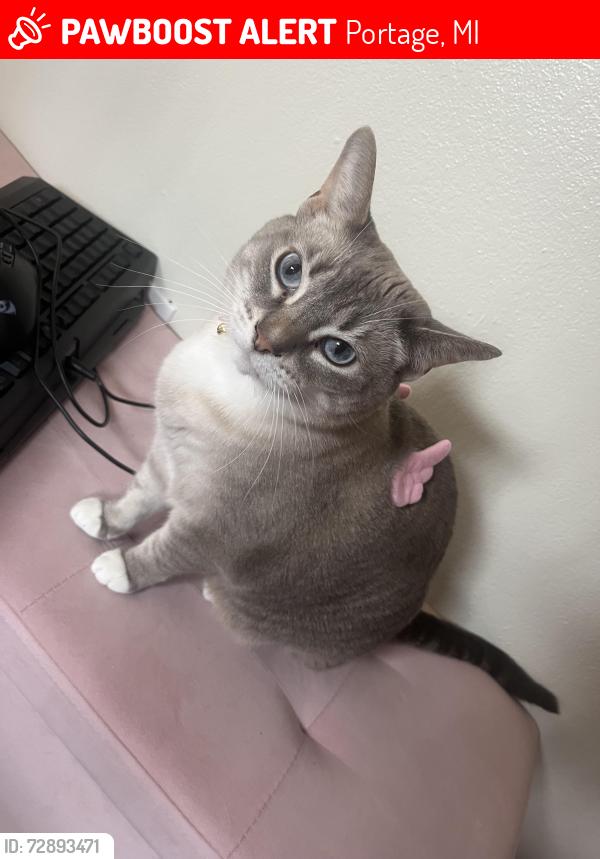 Lost Female Cat last seen Constitution BLVD, Independence DR, Portage, MI 49024