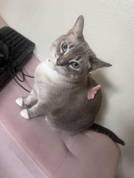 Lost Female Cat last seen Constitution BLVD, Independence DR, Portage, MI 49024