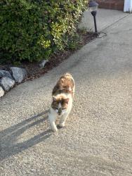 Found/Stray Male Cat last seen Firetower and 14th st, Greenville, NC 27858