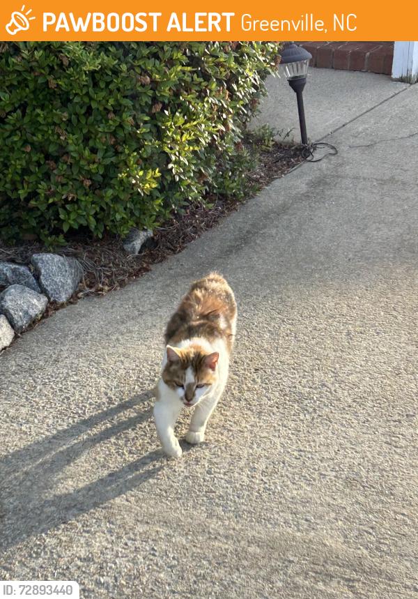 Found/Stray Male Cat last seen Firetower and 14th st, Greenville, NC 27858
