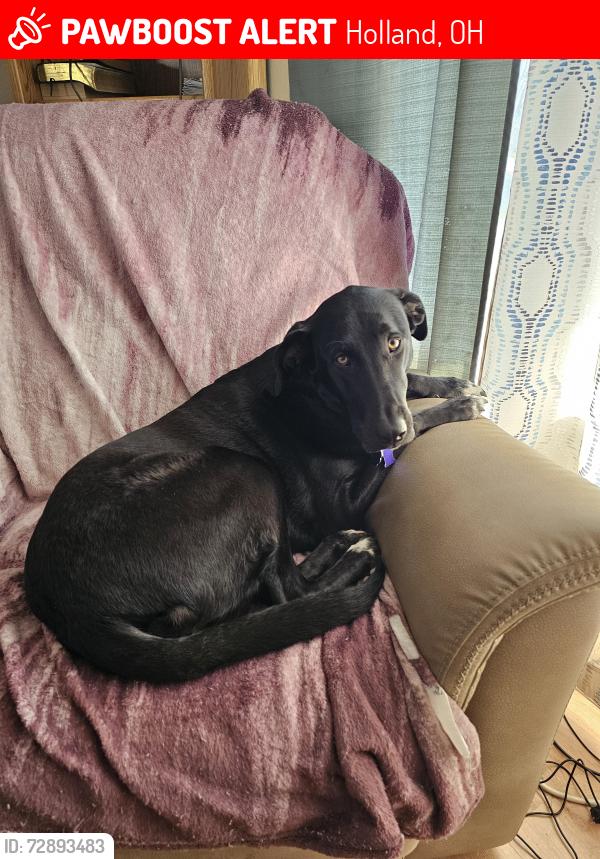 Lost Female Dog last seen Mccord and Hill, Holland, OH 43528