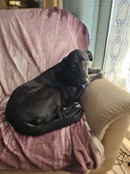 Lost Female Dog last seen Mccord and Hill, Holland, OH 43528