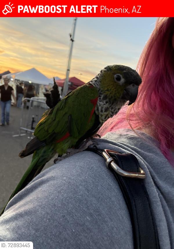 Lost Male Bird last seen 59th and Thomas , Phoenix, AZ 85035