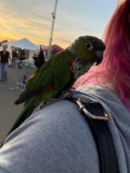 Lost Male Bird last seen 59th and Thomas , Phoenix, AZ 85035