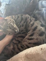 Shelter Stray Female Cat last seen OR, 1700 W Historic Columbia River Hwy, Troutdale, OR 97060, USA