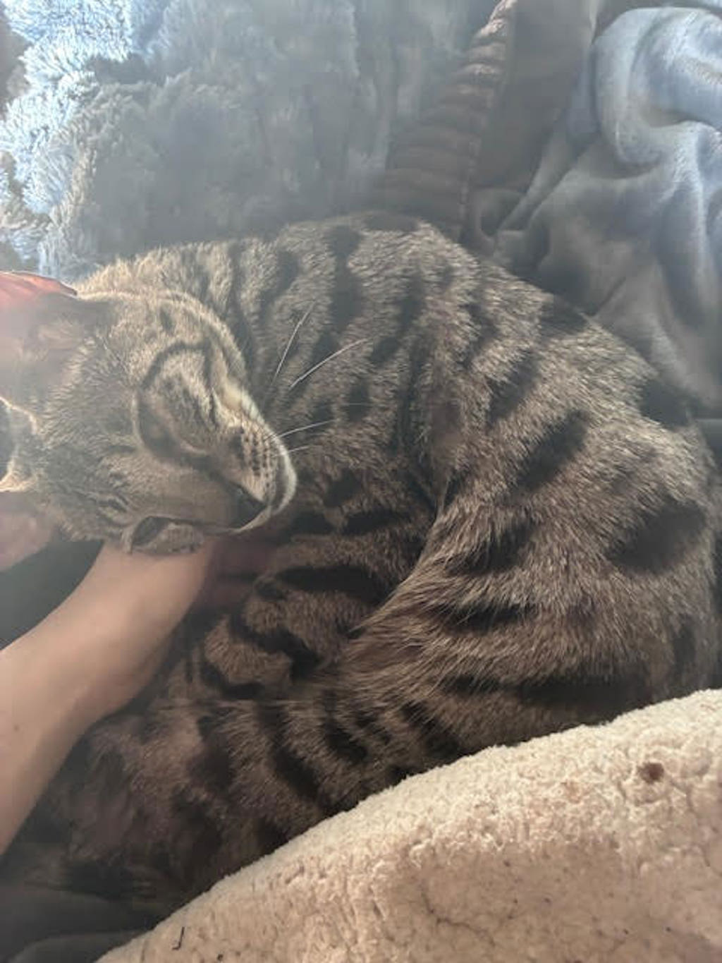 Shelter Stray Female Cat last seen OR, 1700 W Historic Columbia River Hwy, Troutdale, OR 97060, USA