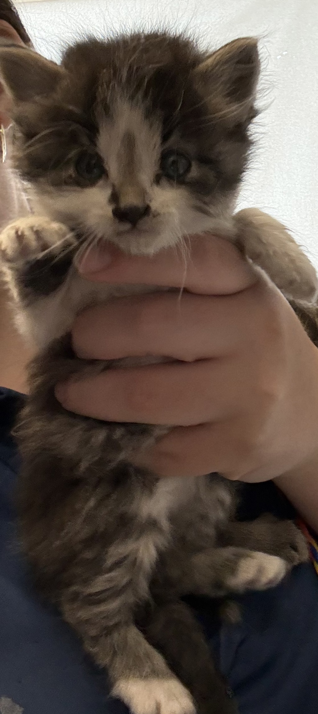 Shelter Stray Male Cat last seen Near S 4900 W, Kearns Township, UT, 84118, Taylorsville, UT 84123