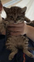 Shelter Stray Female Cat last seen Near S 4900 W, Kearns Township, UT, 84118, Taylorsville, UT 84123