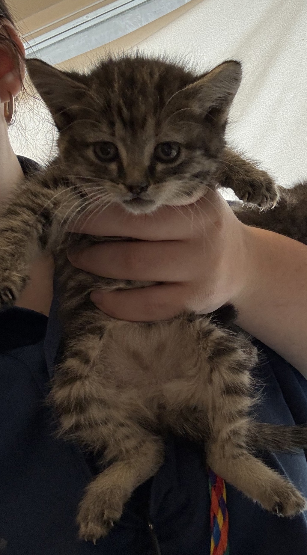 Shelter Stray Female Cat last seen Near S 4900 W, Kearns Township, UT, 84118, Taylorsville, UT 84123