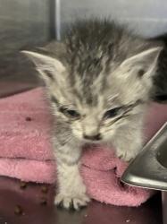 Shelter Stray Female Cat last seen Near S 4900 W, Kearns Township, UT, 84118, Taylorsville, UT 84123