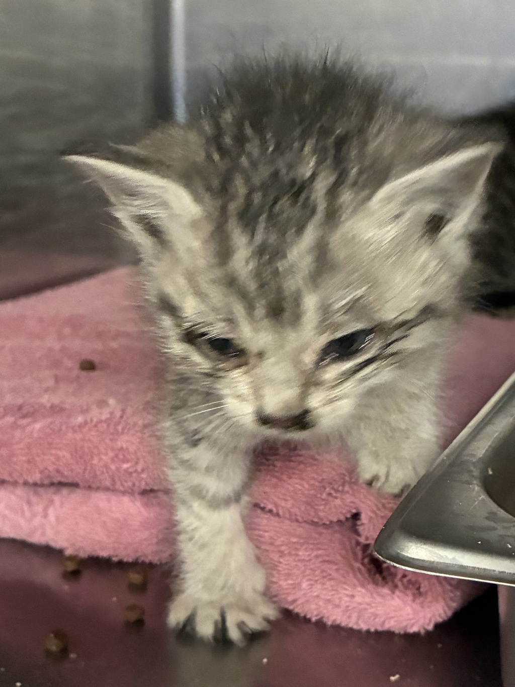 Shelter Stray Female Cat last seen Near S 4900 W, Kearns Township, UT, 84118, Taylorsville, UT 84123