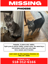 Lost Female Cat last seen By bodies of water., Greenville, NY 12083