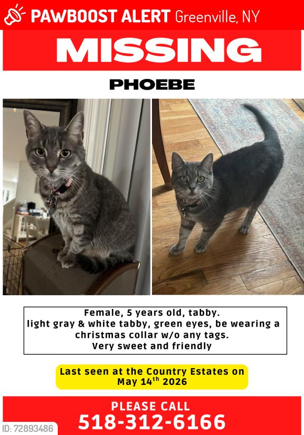 Lost Female Cat last seen By bodies of water., Greenville, NY 12083