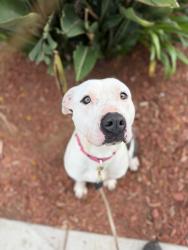 Shelter Stray Female Dog last seen Afton Road, San Diego, CA, 92123, San Diego, CA 92110
