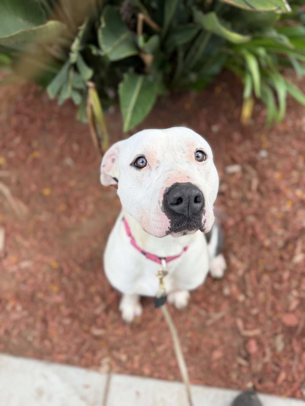 Shelter Stray Female Dog last seen Afton Road, San Diego, CA, 92123, San Diego, CA 92110