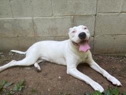Found/Stray Female Dog last seen Pita wheel, Dallas, NC 28034