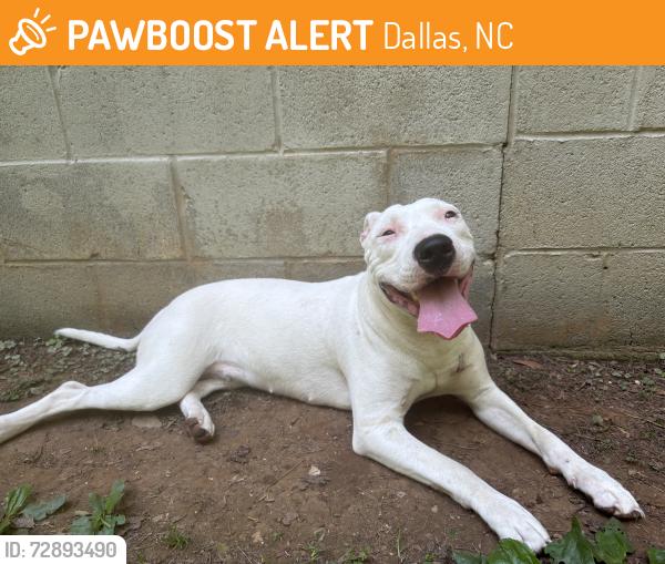 Found/Stray Female Dog last seen Pita wheel, Dallas, NC 28034