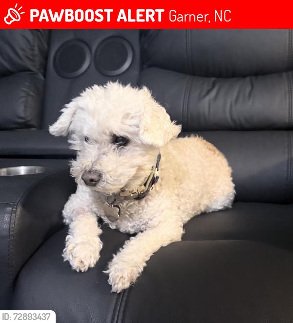 Lost Male Dog last seen Near Ashlyn Ridge Drive Garner NC 27529, Garner, NC 27529