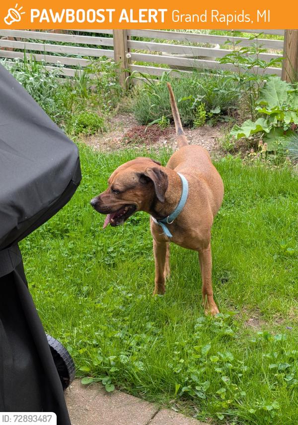 Found/Stray Male Dog last seen Lafayette, Wealthy, Grand Rapids, MI 49503