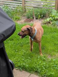 Found/Stray Male Dog last seen Lafayette, Wealthy, Grand Rapids, MI 49503