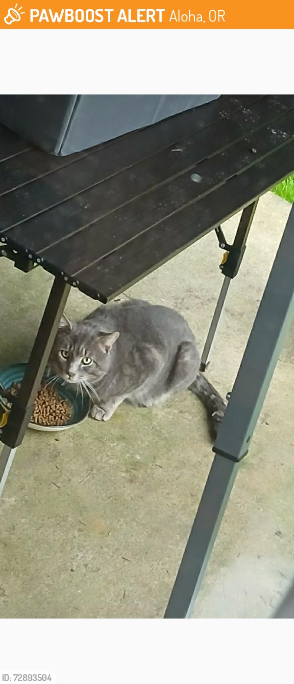 Found/Stray Male Cat last seen 178th Ave & Alexander Street , Aloha, OR 97007