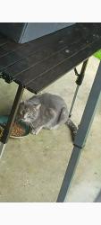 Found/Stray Male Cat last seen 178th Ave & Alexander Street , Aloha, OR 97007