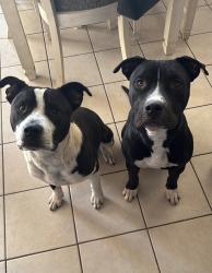 Lost Male Dog last seen melody and alvira, Tucson, AZ 85756