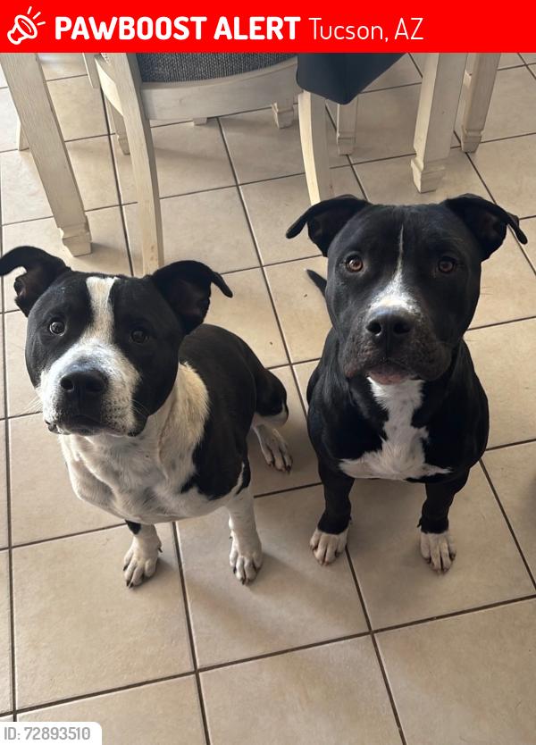 Lost Male Dog last seen melody and alvira, Tucson, AZ 85756