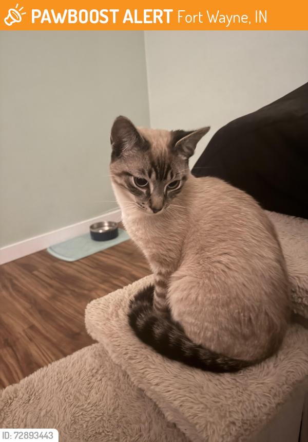 Found/Stray Male Cat last seen jefferson pointe, Fort Wayne, IN 46802