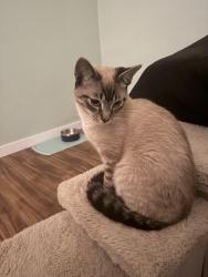 Found/Stray Male Cat last seen jefferson pointe, Fort Wayne, IN 46802
