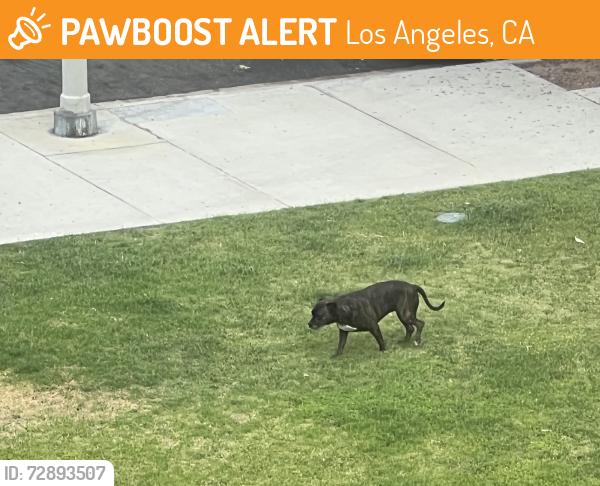 Found/Stray Female Dog last seen Hollenbeck Terrace S St Louis Street between Inez and 6th Street in Boyle Heights, Los Angeles, CA 90023