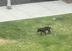 Found/Stray Female Dog last seen Hollenbeck Terrace S St Louis Street between Inez and 6th Street in Boyle Heights, Los Angeles, CA 90023