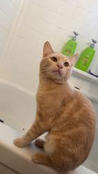Lost Male Cat last seen Spinning elementary , Puyallup, WA 98372