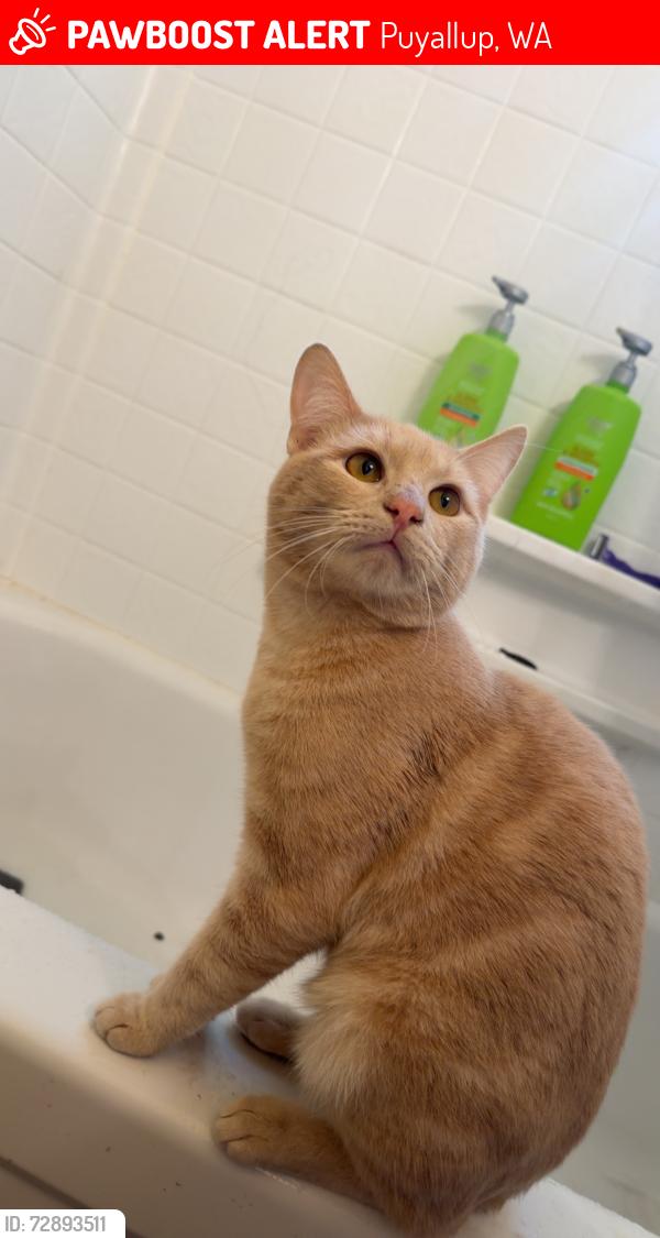 Lost Male Cat last seen Spinning elementary , Puyallup, WA 98372