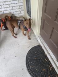 Found/Stray Male Dog last seen Gaelic Ln, Houston, TX 77084